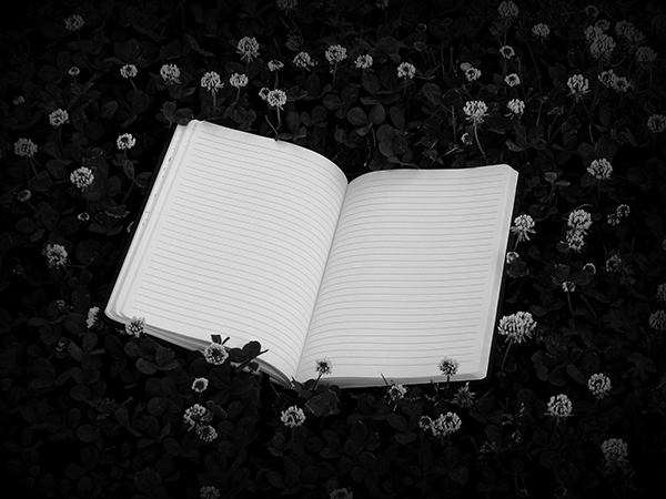 Poesía para principiantes